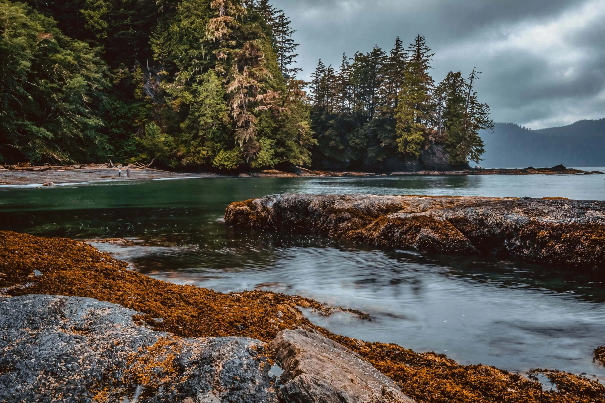 trees-along-water-edge