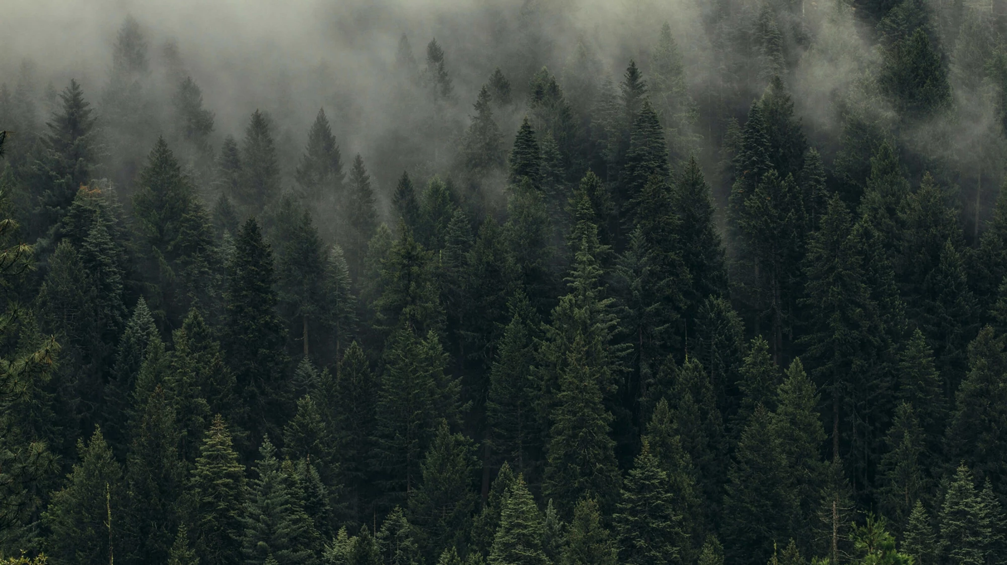 clouds-among-trees