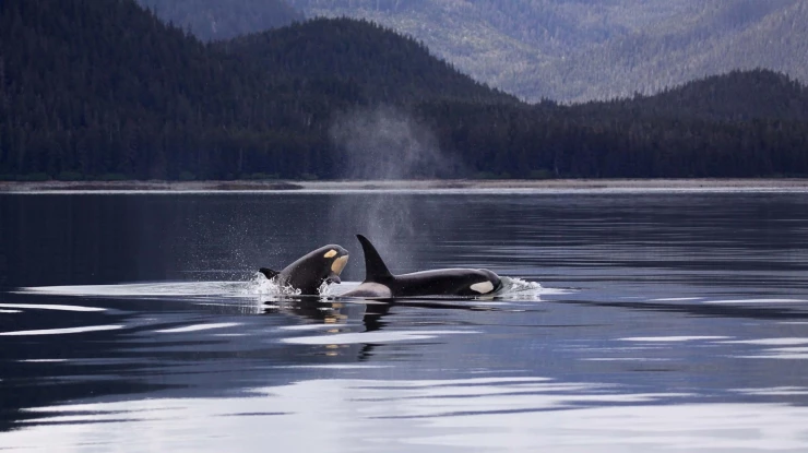 orca-whales