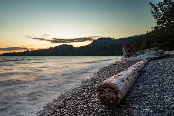 lake-shore-line-with-tree-log
