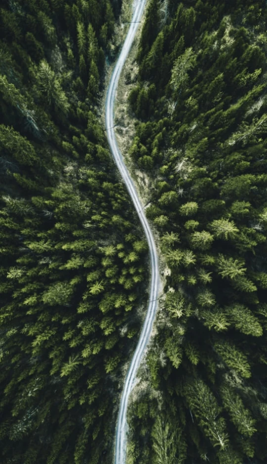 road-in-forest