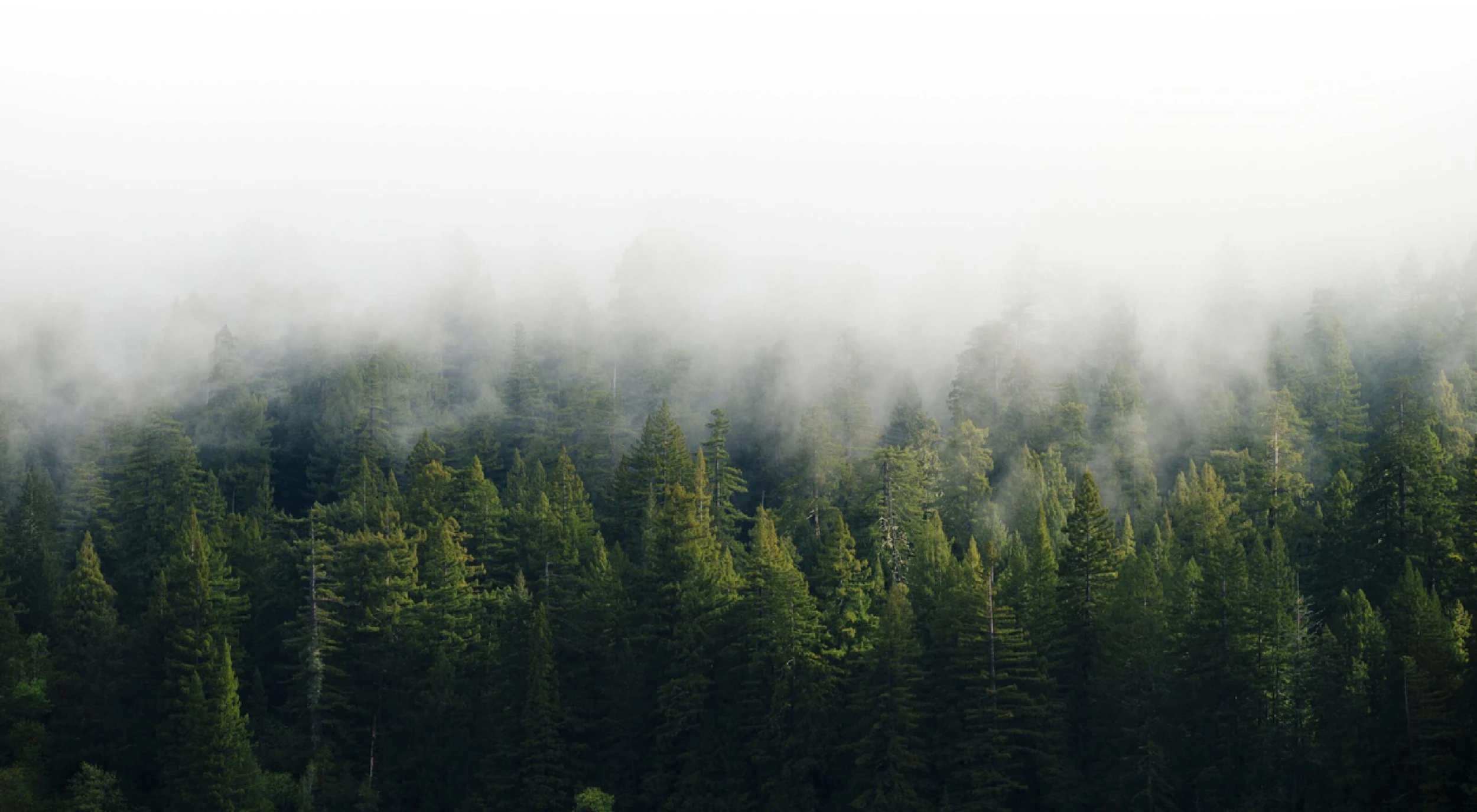 trees-in-thick-fog
