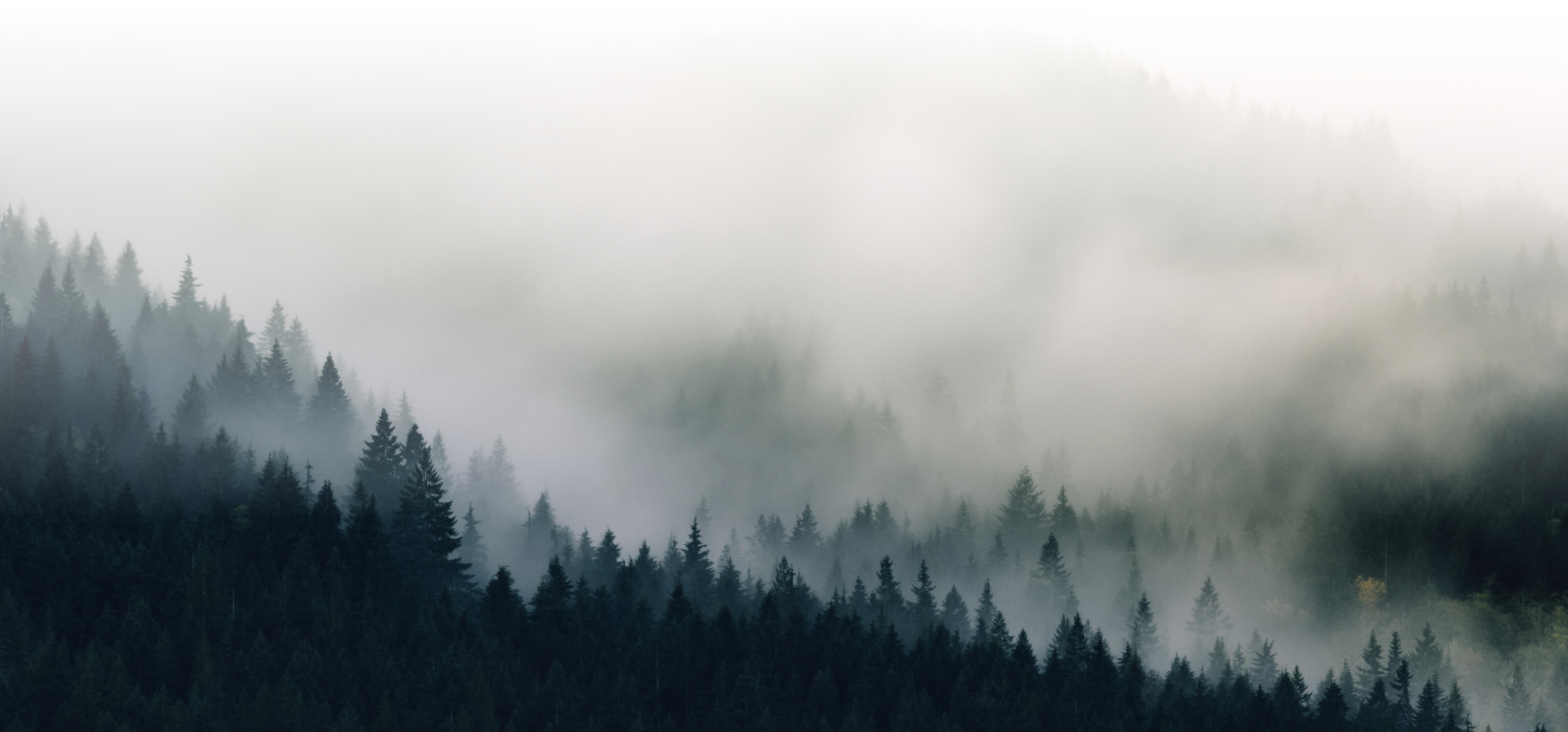 Trees amongst fog.